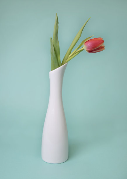浅蓝色背景的白色花瓶里的郁金香图片下载