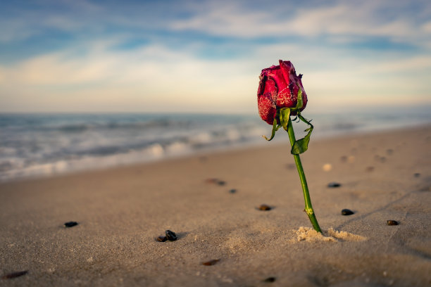 普雷罗海滩1号的玫瑰图片下载