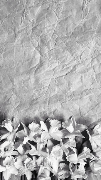 新鲜水仙或水仙花在牛皮纸上。黑色和白色。本空间图片下载