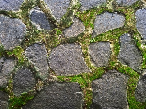 石头上的青苔图片下载