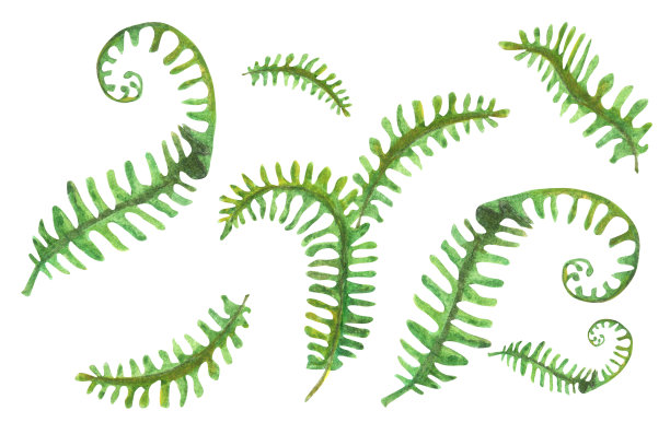 水彩一套肾lepis蕨图片下载