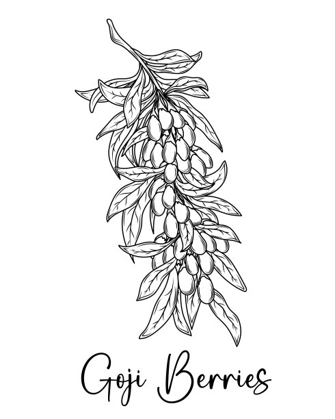 枸杞果手绘矢量植物插图。图片下载