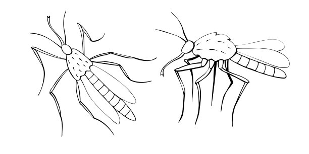 矢量黑色轮廓蚊子涂鸦素描风格。顶部和侧面视图。黑色轮廓画昆虫。剪纸，设计元素主题上的自然，春天，夏天，孤立图片下载