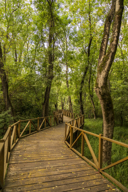 空旷的森林里有木径，空旷的道路图片下载