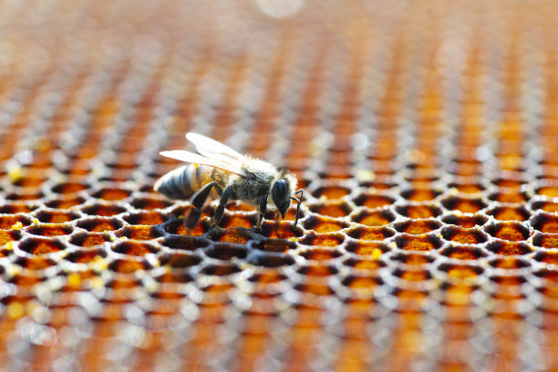 农业工业，在泰国的果园养蜂图片下载