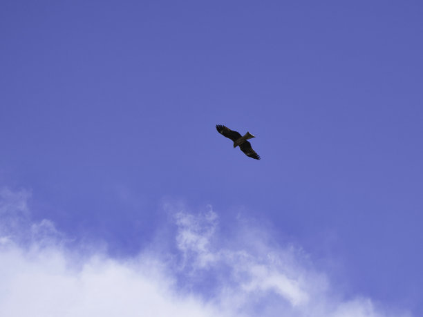 黑色的风筝在蓝色的天空中飞翔图片下载