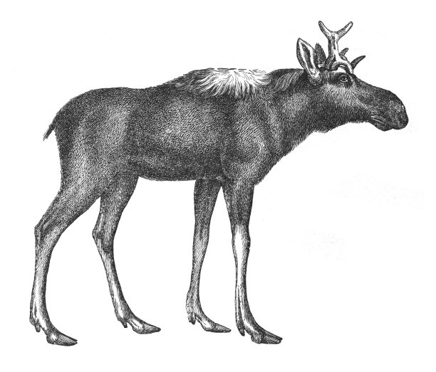 驼鹿或麋鹿(Alces Alces) -老式雕刻插图图片下载