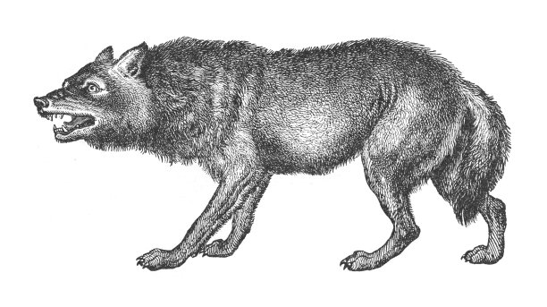 狼(Canis lupus) -老式雕刻插图图片下载