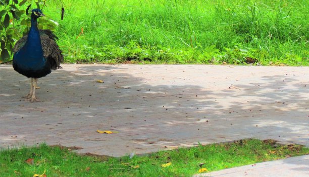 美丽的孔雀。图片下载