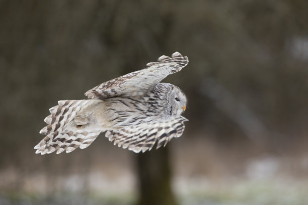 灰色乌拉尔猫头鹰，乌拉尔Strix uralensis飞过冬季森林。美丽的鸟类栖息在大自然，捷克图片下载