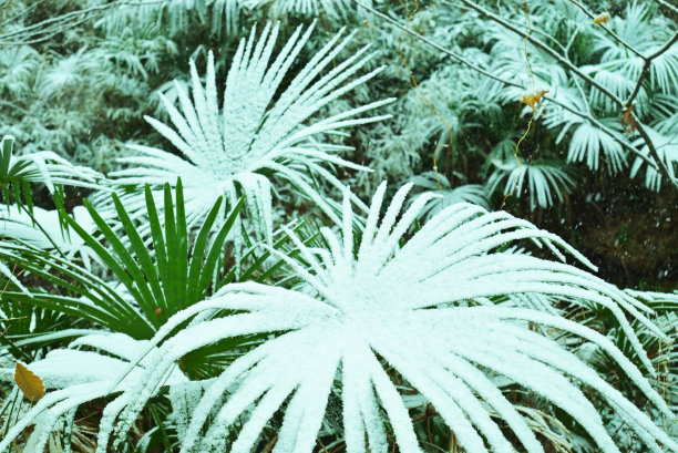 雪弯树，Tamagawajosui，日本东京(2022年1月)图片下载