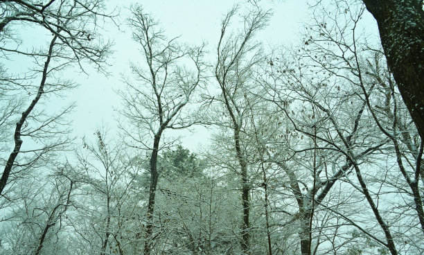 雪弯树，Tamagawajosui，日本东京(2022年1月)图片下载