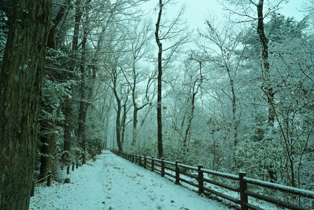 雪弯树，Tamagawajosui，日本东京(2022年1月)图片下载