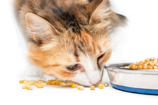 被隔离的猫与玉米粒在宠物食品碟。图片下载