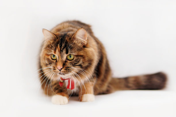 一只戴着红色蝴蝶结绷带的猫在看前面。白色的孤立图片下载