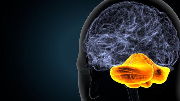 人类大脑的三维插图图片下载