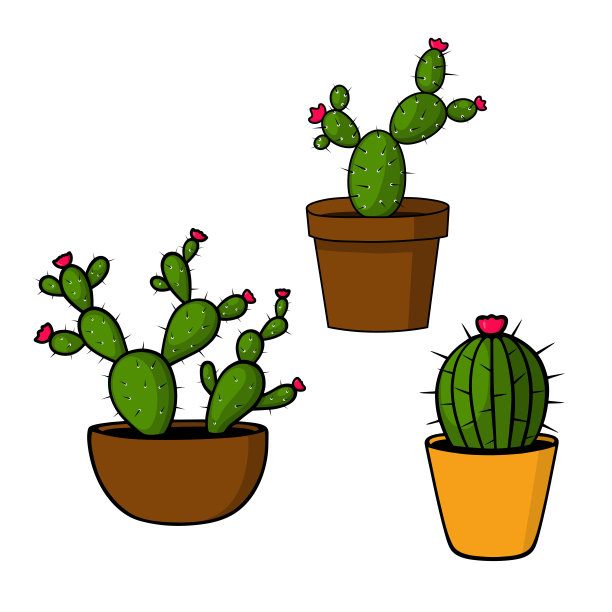 花盆里的仙人掌图片下载