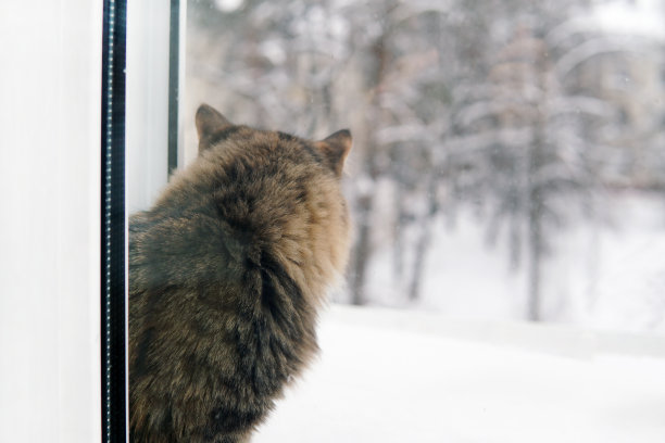 冬天，猫从敞开的窗户向外张望图片下载