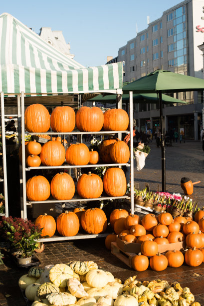 市场上的南瓜图片下载