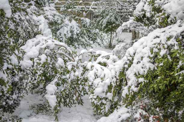 美丽的冬季公园，树木覆盖着雪图片下载