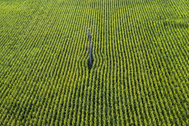 栽培的绿色玉米田鸟瞰图图片下载