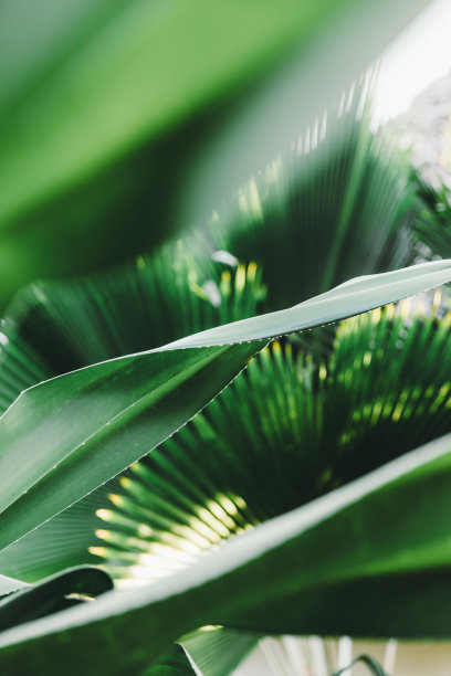 桑给巴尔岛的热带植物图片下载