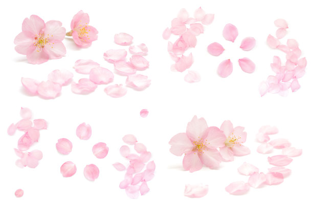 樱花孤立日本天然粉红色，花瓣白色，背景，春天抽象摄影图片下载