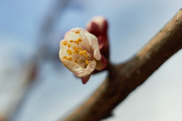 杏花在树枝上发芽，树枝上有树芽。宏观照片。美丽的大自然。春天，青春，成长观念。图片下载