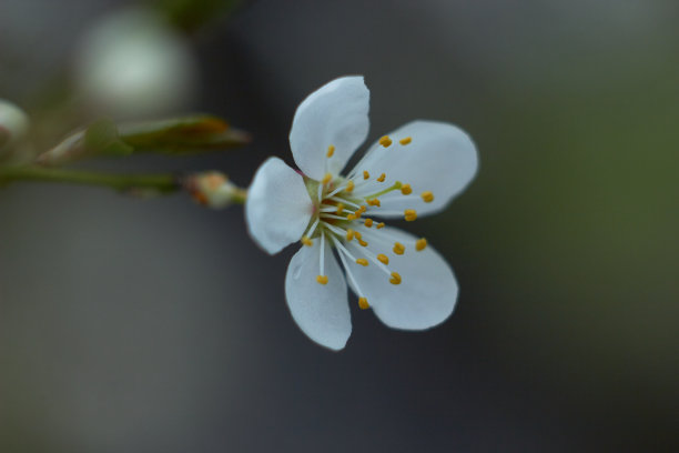 春天的自然背景。
梅花。宏观照片。春天开花。图片下载