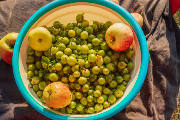 静物，醋栗和苹果在一个深盘子里。这张照片拍摄于俄罗斯车里雅宾斯克。图片下载