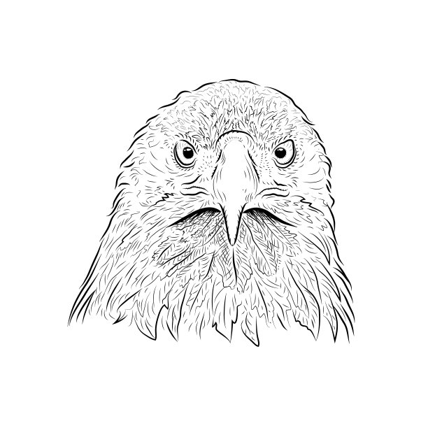 看鹰的素描。手工绘制。图片下载