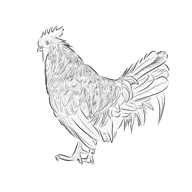 公鸡的草图。概要文件。手工绘制。图片下载