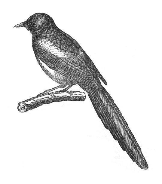 欧亚喜鹊(异食癖)-老式雕刻插图图片下载