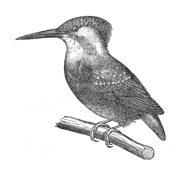 普通翠鸟(Alcedo atthis) -复古雕刻插图图片下载