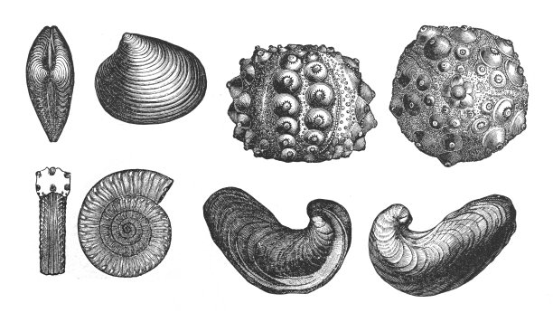 贝壳和化石收藏(侏罗纪时期1.960亿至1.455亿年前)-老式雕刻插图图片下载