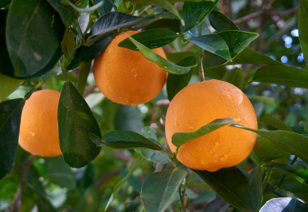 新鲜有机的橙子和叶子图片下载