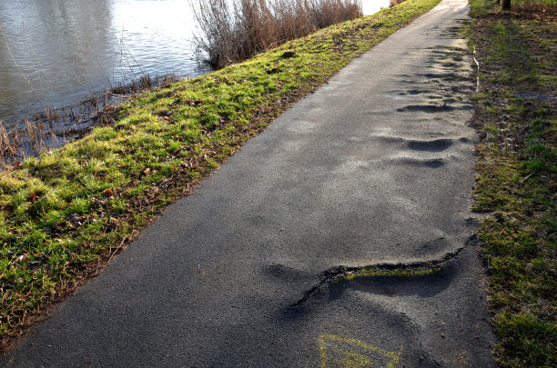 沥青路面建得太靠近老杨树，它们的根逐渐破坏了路面。在坚固的根上，裂缝形成并从大的凸起中突出图片下载