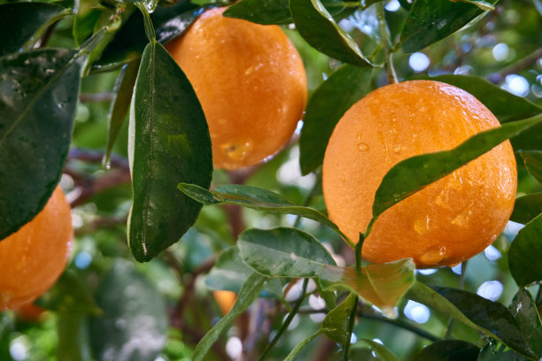 新鲜有机的橙子和叶子图片下载