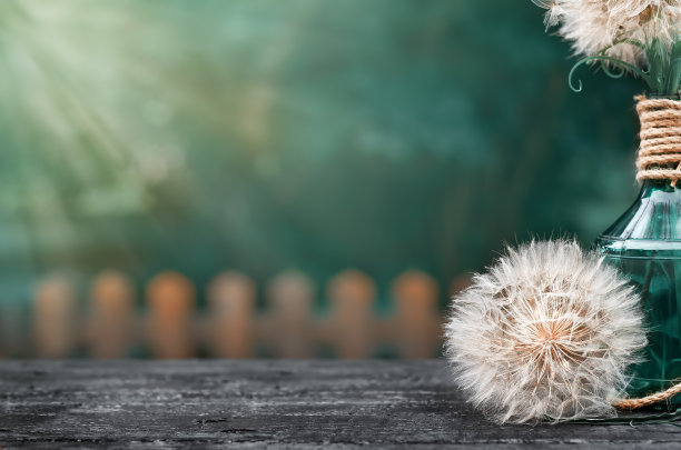 黑色木桌上的白色大蒲公英图片下载