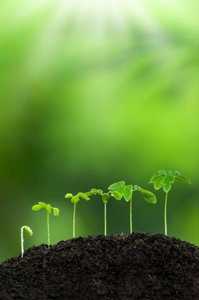 绿色的热带幼苗生长在肥沃的土壤上。图片下载