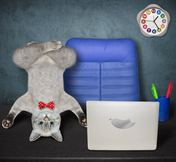 他办公室的桌子上，摆着莲花姿势的猫脸色灰白图片下载