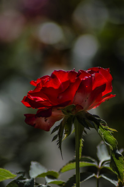 鲜花和植物,图片下载