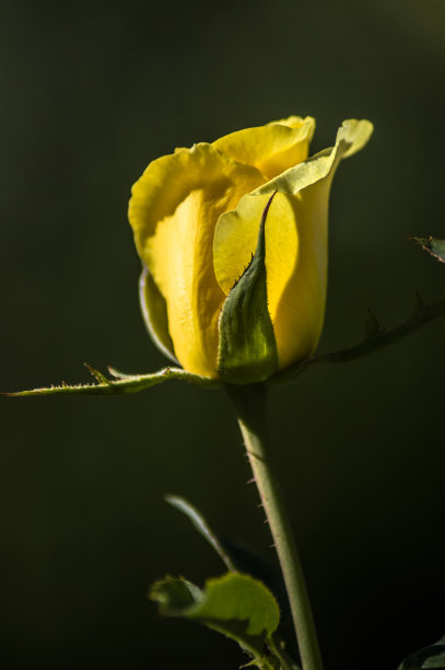 鲜花和植物,图片下载