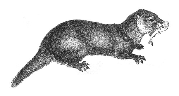 欧亚水獭(Lutra Lutra) -古董雕刻插图图片下载