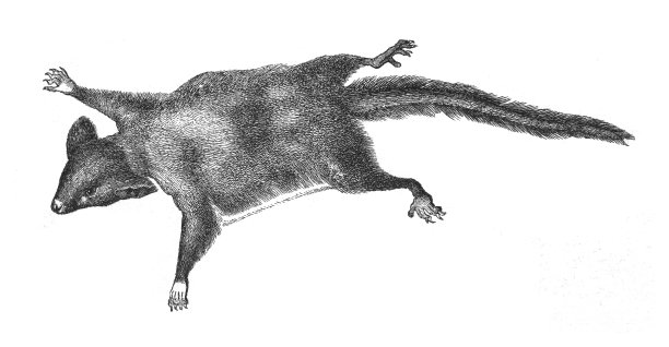 羽毛尾巴滑翔机(杂技pygmaeus) -复古雕刻插图图片下载