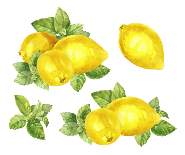 水彩手绘薄荷枝叶和柠檬。图片下载