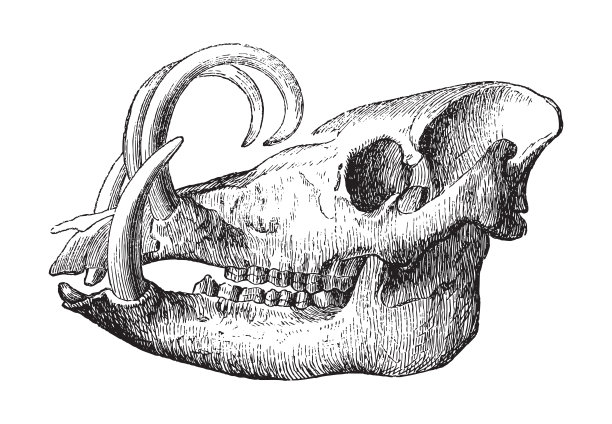 野猪或鹿猪头骨-老式雕刻插图图片下载