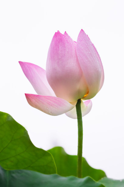 特写的粉红色盛开的莲花孤立图片下载