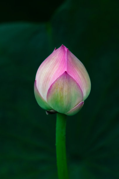 特写的粉红色盛开的莲花孤立图片下载
