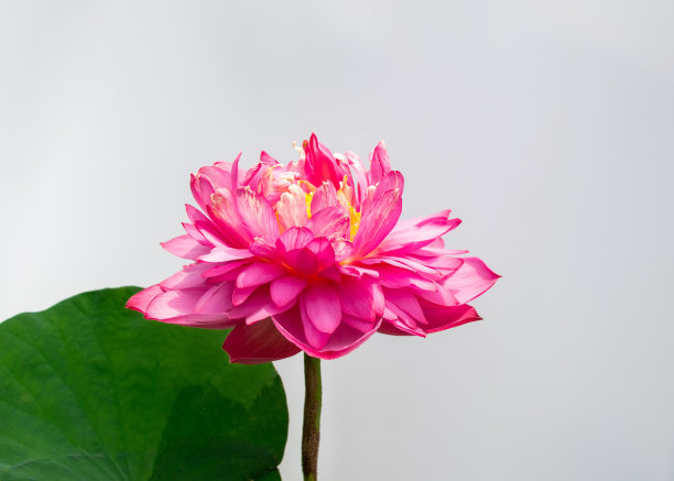 特写的粉红色盛开的莲花孤立图片下载